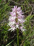 Profile Picture of Orchis - Wikipediaon Wikipedia