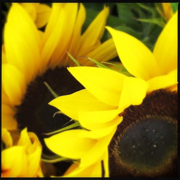 Profile Picture of Joanna Stueckle (@joannayv) on Poshmark