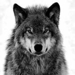 Profile Picture of Philip (@philip.vara) on Instagram