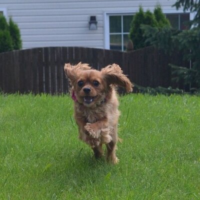 Profile Picture of Tom Schmoyer (@tlschmoyer) on Twitter