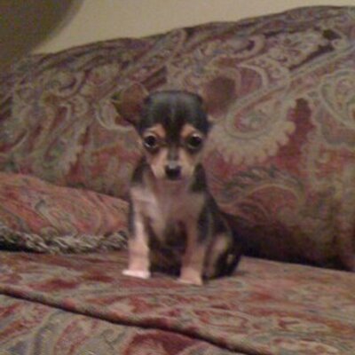 Profile Picture of Richard Spears (@richthespears) on Twitter