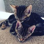 Profile Picture of Ralph And Milo (@ralphandmilo) on Instagram