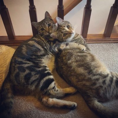 Profile Picture of Richard Hayler (@R_Hayler) on Twitter