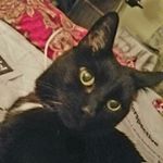 Profile Picture of Victor Reynolds (@dc.photokat) on Instagram