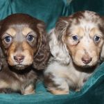 Profile Picture of Stanley & Sebastian (@stanley_and_sebastian) on Instagram