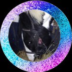Lucy Kirkpatrick - Instagram Profile Picture of Lucy Kirkpatrick (@lucy_loves_horses23) on Instagram