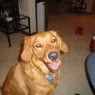 Profile Picture of Nancy McNally (@nancymcnally) on Pinterest