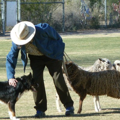 Profile Picture of Beryl Baker (@ValiantFarm_Az) on Twitter