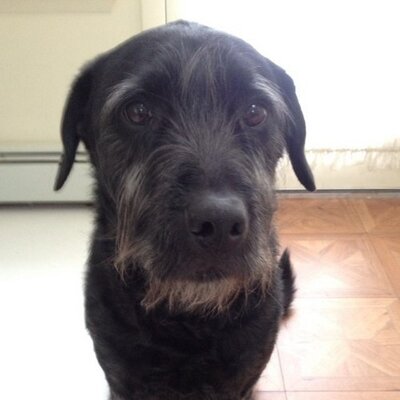 Profile Picture of Jon Schiavi (@Super_Shav) on Twitter