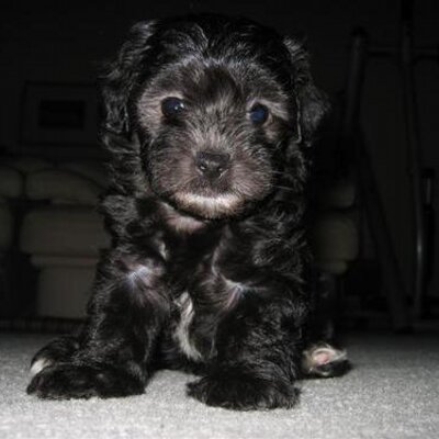 Profile Picture of Mike Chung (@milkchug) on Twitter