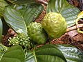 Profile Picture of Morindaon Wikipedia