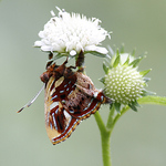 Profile Picture of John Crosby (@John Crosby Butterflies) on Flickr