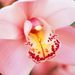 Profile Picture of Rebecca Malanka (@rebeccamalanka) on Pinterest
