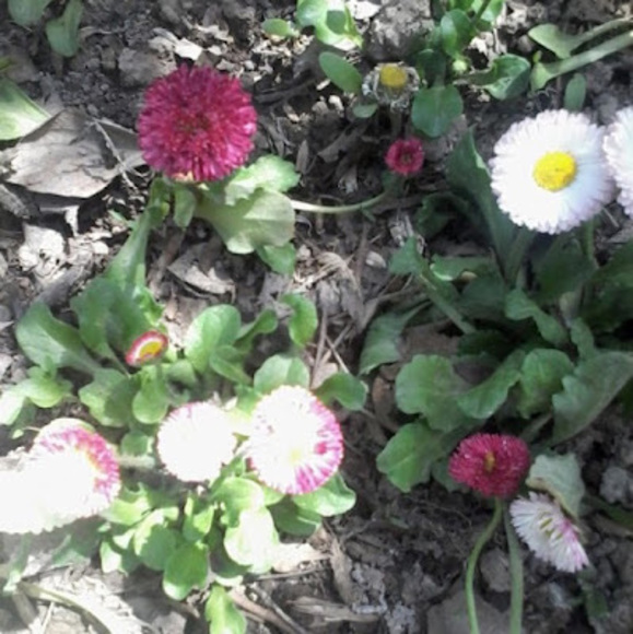 Profile Picture of Nelli Sakanyan (@sakanyannelli) on Poshmark