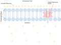 Profile Picture of Facilitated diffusionon Wikipedia