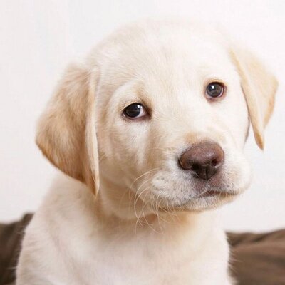 Profile Picture of Oskar Simpson (@SimpsonOskar) on Twitter