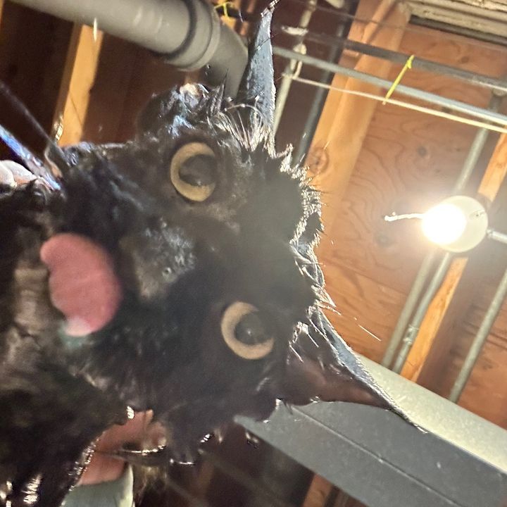 Profile Picture of Jimmy Corral (@jimmycorral) on Tiktok