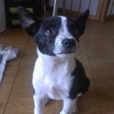 Mike Okamura - Twitter Profile Picture of Mike Okamura (@omakoto) on Twitter