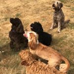 Profile Picture of Mary Kelly (@happyhoundsberkhamsted) on Instagram