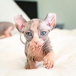 Profile Picture of Sphynx - Hairless Cats (@hairless_catstagram) on Instagram