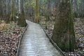 Profile Picture of Congaree National Parkon Wikipedia