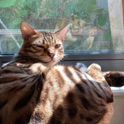 Profile Picture of Ian (@LinderSheldon) on Twitter