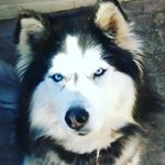 Profile Picture of Christopher Knutsen (@chris.knutsen_97) on Instagram