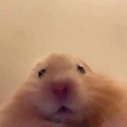 Profile Picture of 🐹 (@hamster.ferdinando) on Tiktok