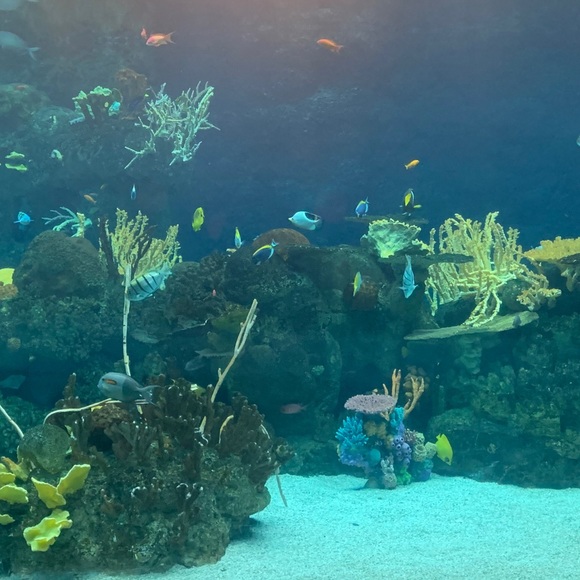 Profile Picture of Royce Shuler (@sterlinggood) on Poshmark