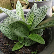 Profile Picture of Cindy Choi (@cindychoi5114) on Youtube