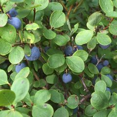 Profile Picture of Joyce Hannan (@joyce.hannan) on Tiktok