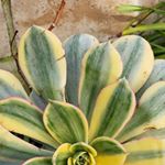 Profile Picture of Filiberto Rivera (@filiberto.rivera.3958) on Instagram
