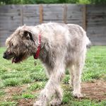 Profile Picture of Dan Hutchinson (@duffythemightywolfhound) on Instagram