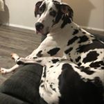 Profile Picture of Kevin Dabney (@harley_the_dane_) on Instagram