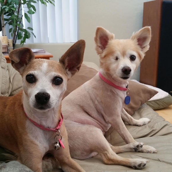 Profile Picture of Rachel Scheurich (@roachalita) on Poshmark