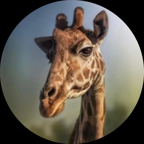 Profile Picture of Bobbi joe Harris (@bobbyjh18) on Poshmark