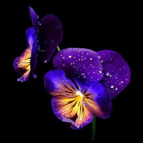 Profile Picture of Susan Bobel (@su002bo) on Poshmark