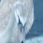 Profile Picture of kevin_da_swan (@kevin_da_swan) on Instagram