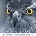 Profile Picture of Peter Barraco (@peter.barraco.71) on Facebook