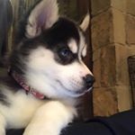 Profile Picture of Connorpaulson (@connorspaulson03) on Instagram