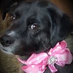 Profile Picture of Lisa Cahill (@lisa.cahill.3152) on Instagram