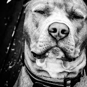 Profile Picture of Matthew Rosado (@matthewrosado9770) on Youtube