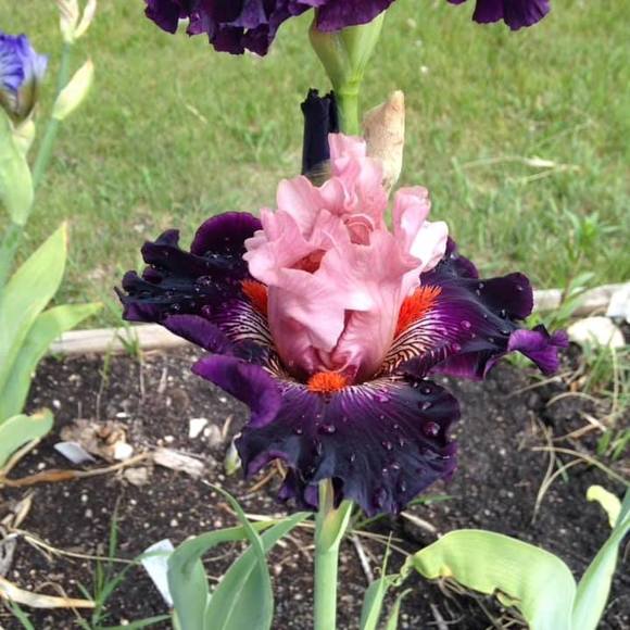 Profile Picture of Allison Day (@allisonday1961) on Poshmark