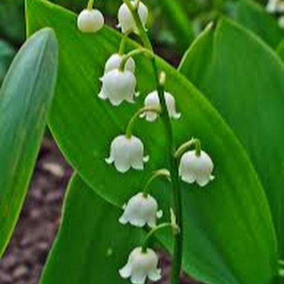 Profile Picture of Jimmyrah Linton (@jimmyrahlinton) on Poshmark