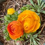 Amanda O’Loughlin - Instagram Profile Picture of Amanda O’Loughlin (@ballantynecolours) on Instagram