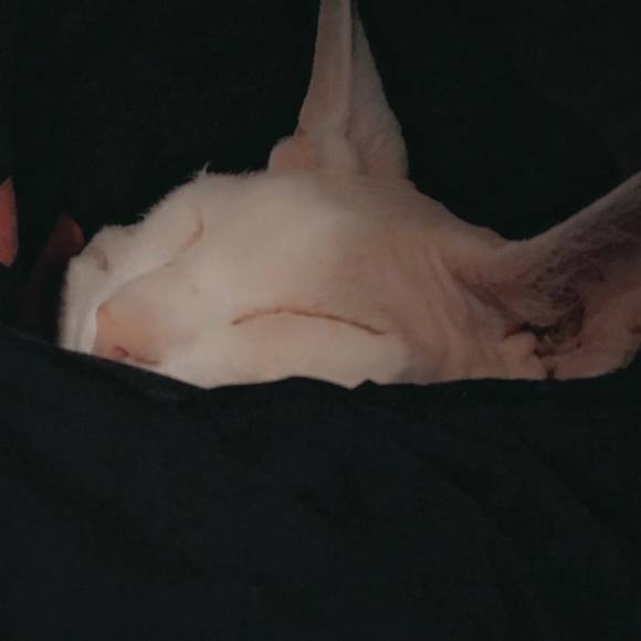 Profile Picture of Ariel satinefox Palermo (@asatinefox) on Poshmark