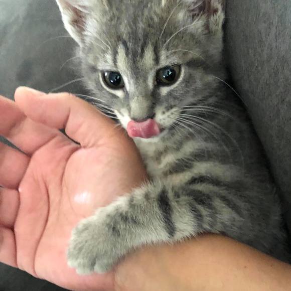 Profile Picture of Showky Sally (@showkysally) on Poshmark