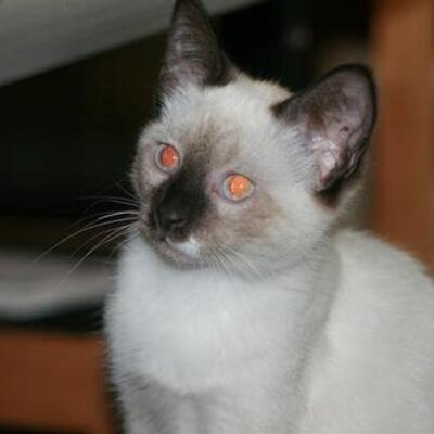 Profile Picture of Danielle Slaughter (@danislaughter) on Twitter