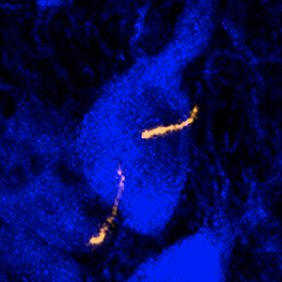 Profile Picture of Jeremy McIntyre 🔬👃🧠 (@McIntyre_Lab) on Twitter