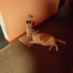 Brian Kopas - Instagram Profile Picture of Brian Kopas (@kopasbrian) on Instagram